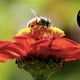 Illustration for article titled beee story beegins